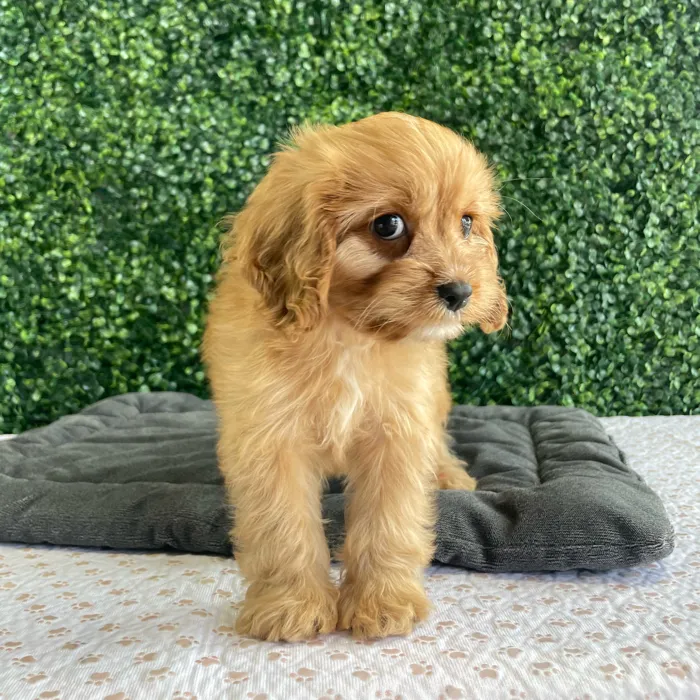 Male Cavapoo puppy named Nelson for sale at Puppy Dreams - West Little Rock.