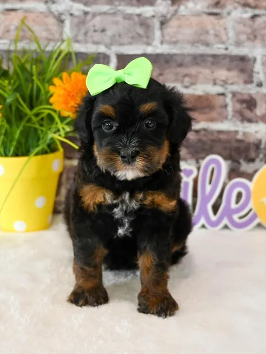 Female Bernedoodle Mini puppy for sale at Puppy Dreams - West Little Rock.