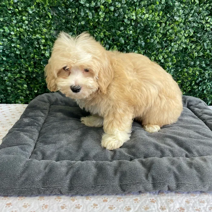 Male Bichon-Poodle puppy named Herb for sale at Puppy Dreams - West Little Rock.