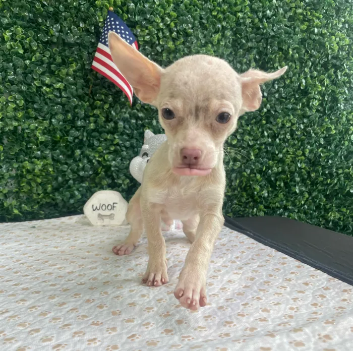 Male Chihuahua puppy named Tiny for sale at Puppy Dreams - West Little Rock.