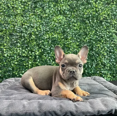 Male French Bulldog puppy named Marc for sale at Puppy Dreams - West Little Rock.