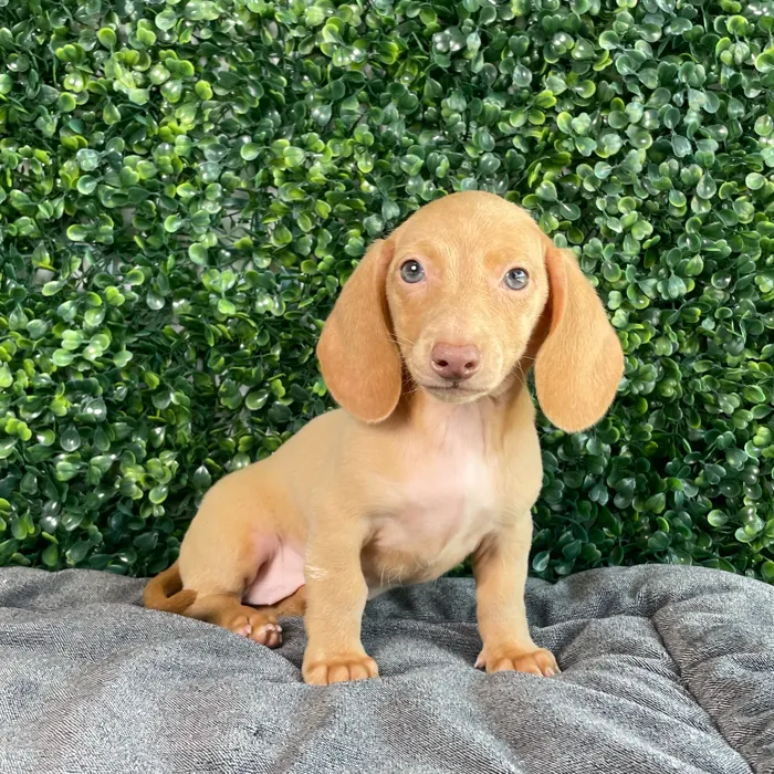 Female Dachshund puppy named Hei Hei for sale at Puppy Dreams - West Little Rock.