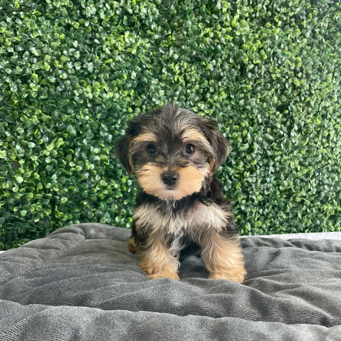 Female Morkie puppy named Maggie for sale at Puppy Dreams - West Little Rock.