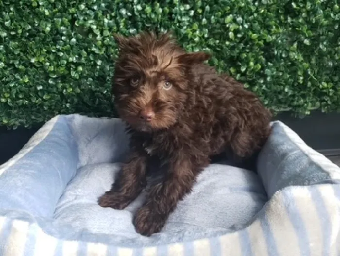 Male Mini Schnauzer Puppy for Sale in Little Rock, AR