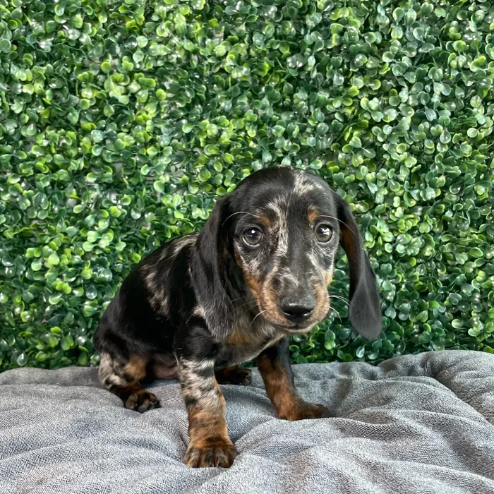 Male Dachshund puppy named Forky for sale at Puppy Dreams - West Little Rock.