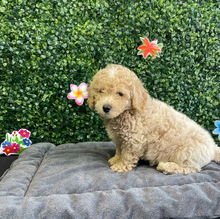 Male Bichon-Poodle puppy named Oakley for sale at Puppy Dreams - West Little Rock.