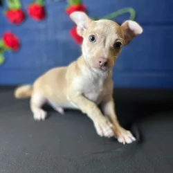car_main_img_/media/ap_media/pets/XOMHAKINFBJG121464.webp.250x250_q85.webp
