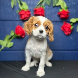 car_main_img_/media/ap_media/pets/XSZYQGYUAPCU121409.webp.250x250_q85.webp