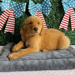Male Golden Retriever puppy named Boomer for sale at Puppy Dreams - West Little Rock.