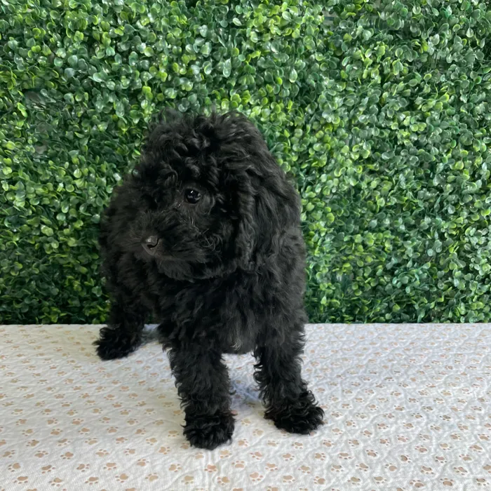 Male Mini Poodle puppy named Ralph for sale at Puppy Dreams - West Little Rock.
