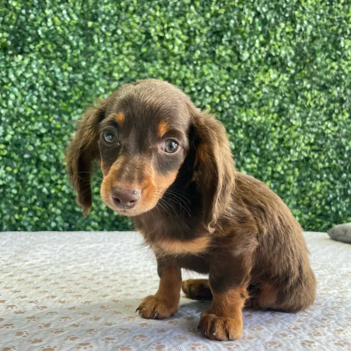 Male Dachshund puppy named Ned for sale at Puppy Dreams - West Little Rock.