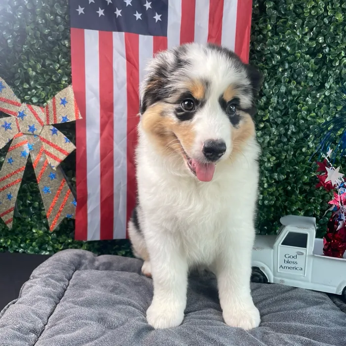 Female Mini Aussie puppy named Jessie for sale at Puppy Dreams - West Little Rock.