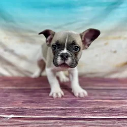 car_main_img_/media/ap_media/pets/YKVAKYVPSYMV134259.webp.250x250_q85.webp