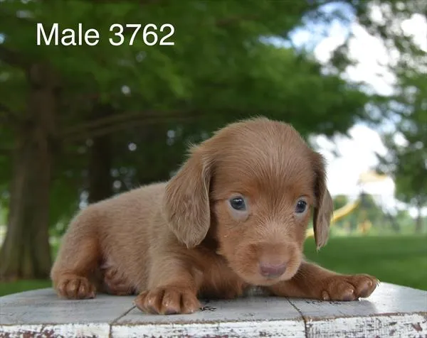 Male Dachshund puppy for sale at Puppy Dreams - West Little Rock.