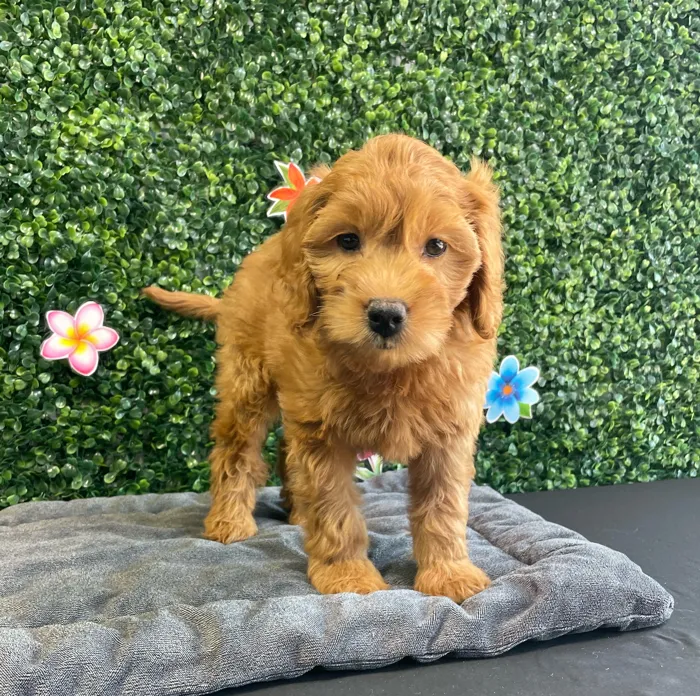 Female Mini Goldendoodle puppy named Hazel for sale at Puppy Dreams - West Little Rock.