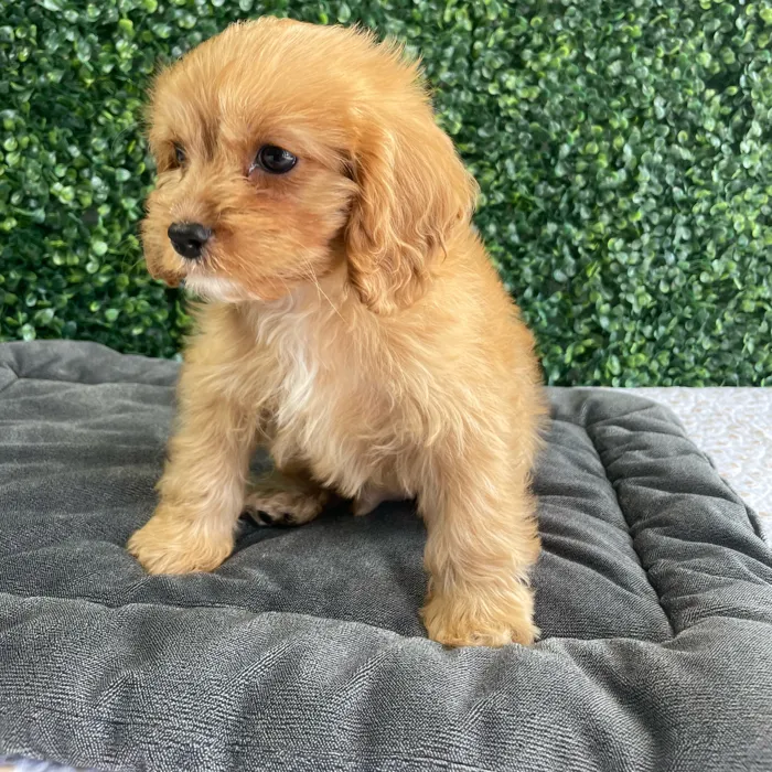 Male Cavapoo puppy named Nelson for sale at Puppy Dreams - West Little Rock.