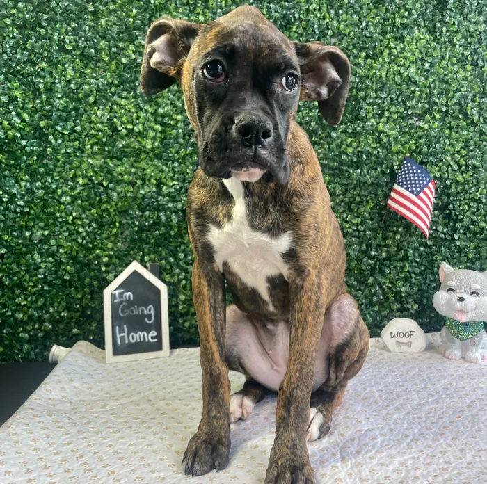 Female Boxer puppy named Gracie for sale at Puppy Dreams - West Little Rock.