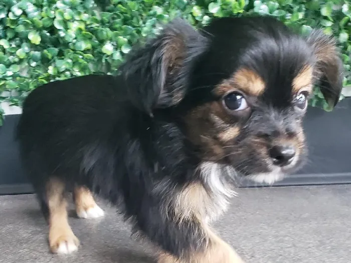 Male Chorkie Puppy for Sale in Little Rock, AR