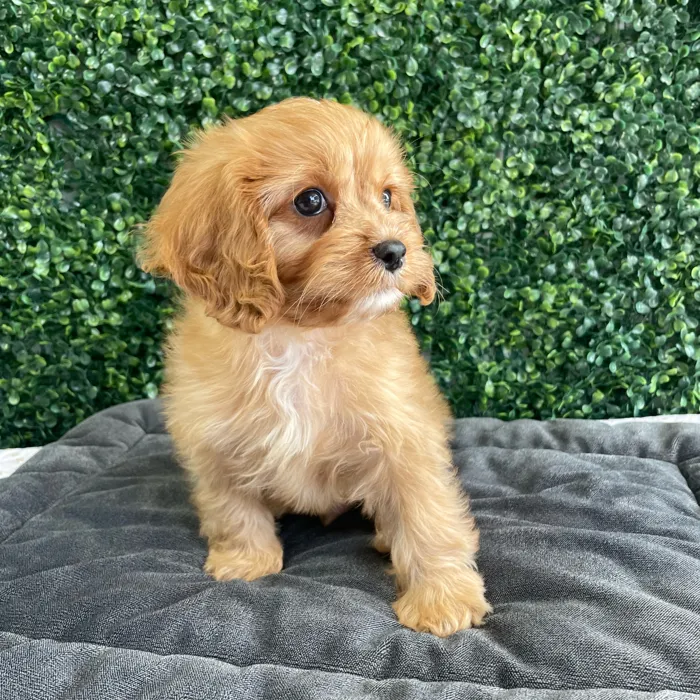 Male Cavapoo puppy named Nelson for sale at Puppy Dreams - West Little Rock.