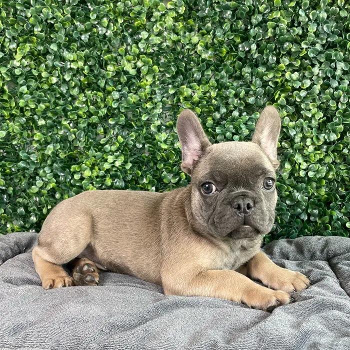 Male French Bulldog puppy named Pumba for sale at Puppy Dreams - West Little Rock.