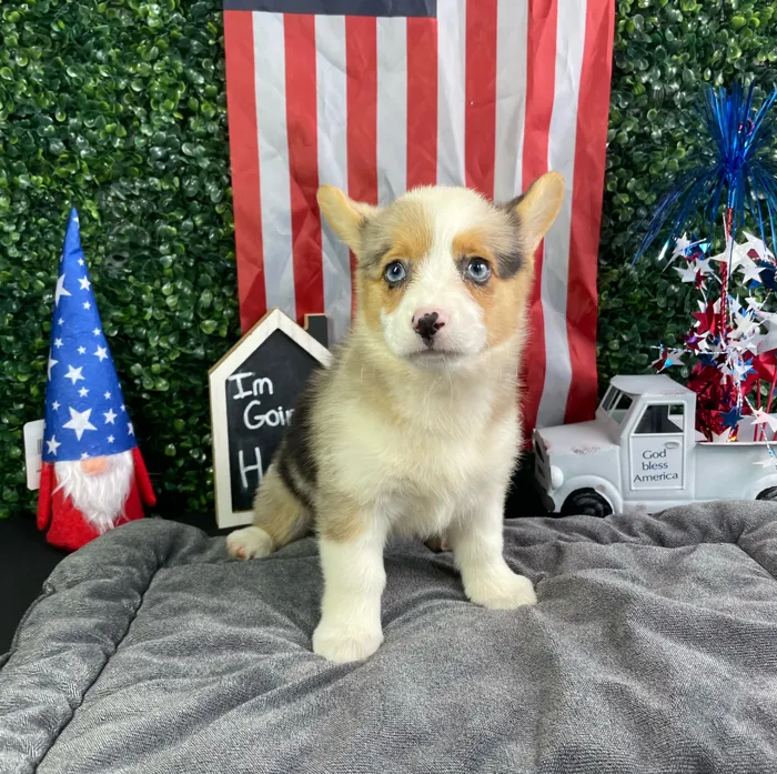 Female Pembroke Welsh Corgi puppy named Rachel for sale at Puppy Dreams - West Little Rock.