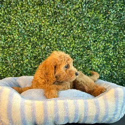 car_main_img_/media/ap_media/pets/ZKDENVMYSIFT133216.webp.250x250_q85.webp
