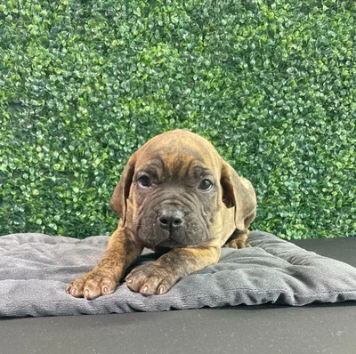Female Cane Corso puppy named Porche for sale at Puppy Dreams - West Little Rock.