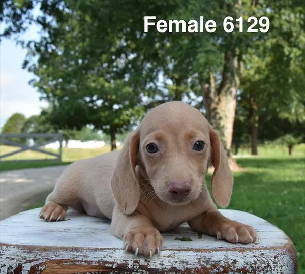 Female Dachshund puppy for sale at Puppy Dreams - West Little Rock.