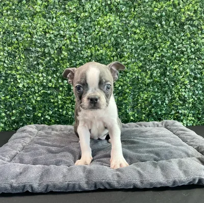 Female Boston Terrier puppy named Tiffany for sale at Puppy Dreams - West Little Rock.
