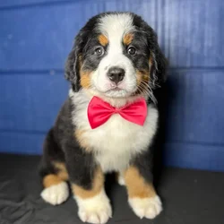 car_main_img_/media/ap_media/pets/ZVQIENFOLVKH119214.webp.250x250_q85.webp