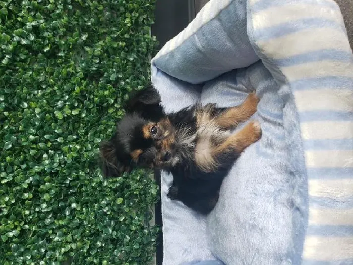 Male Chorkie Puppy for Sale in Little Rock, AR