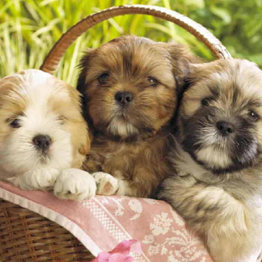Teddy Bear Puppies for Sale image