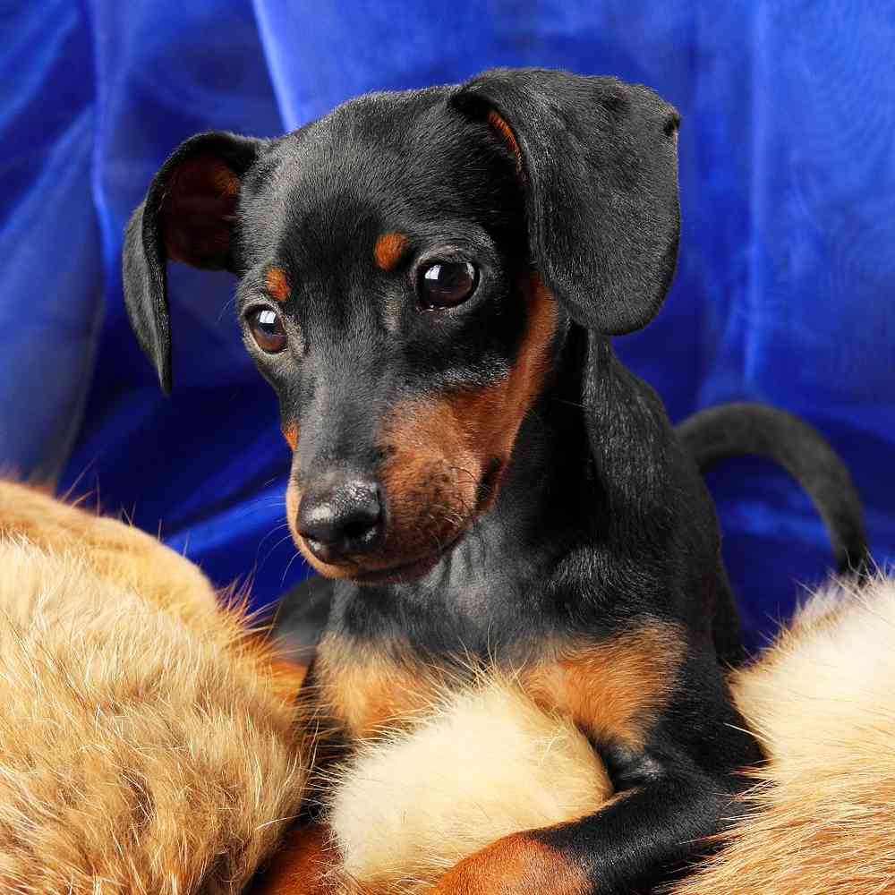 Min Pin Puppies for Sale image