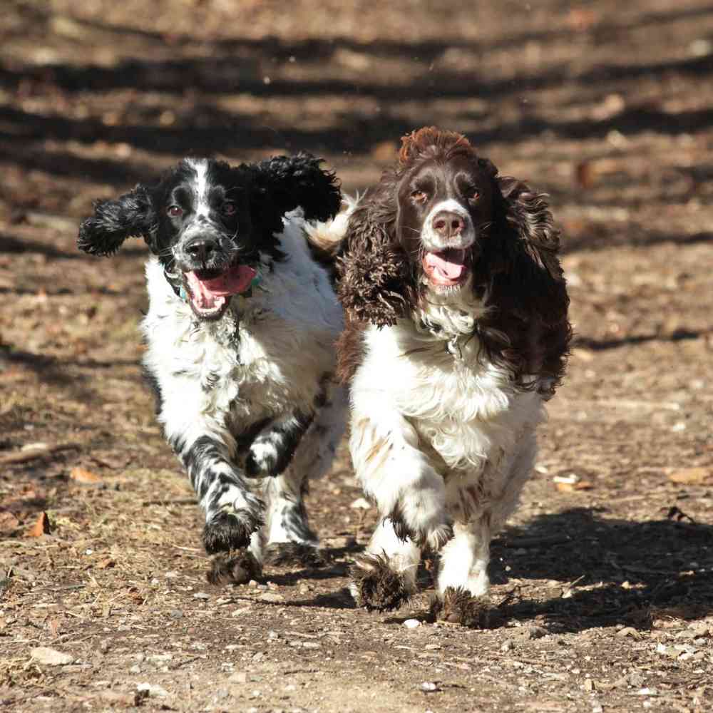 English Springer Spaniel Puppies for Sale image