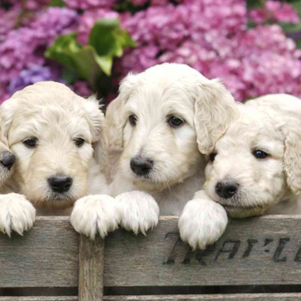 Goldendoodle Puppies for Sale image