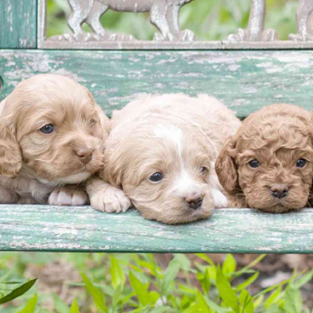 Cockapoo Puppies for Sale image