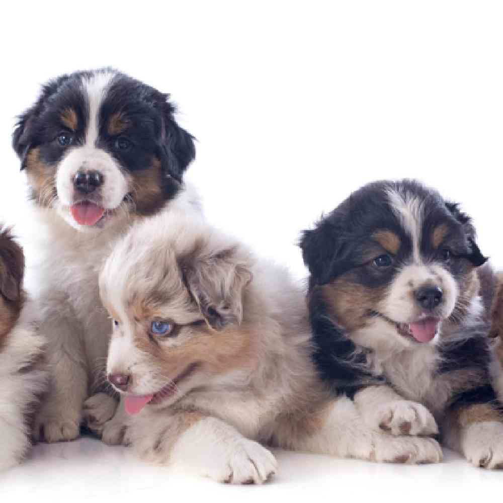 Mini Aussie Puppies for Sale image