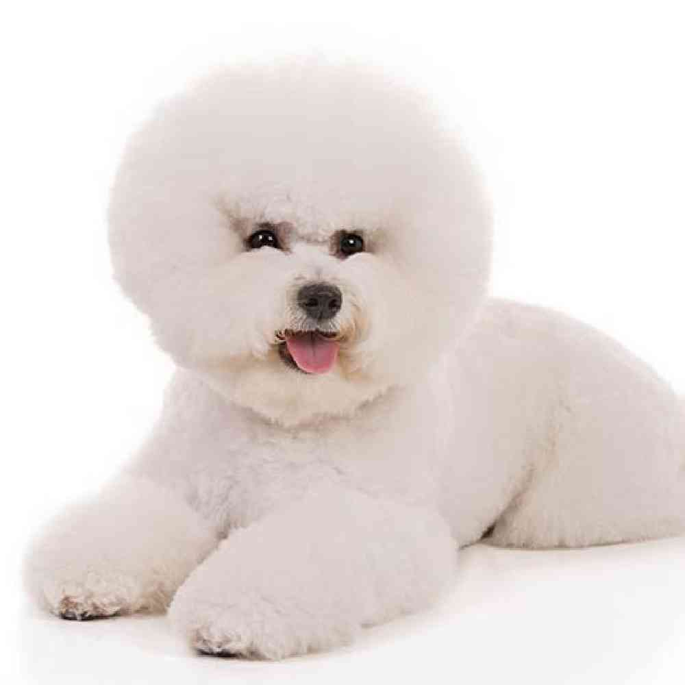 Bichon Puppies for Sale image