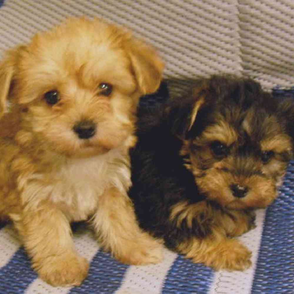 Yorkie-Poo Puppies for Sale image
