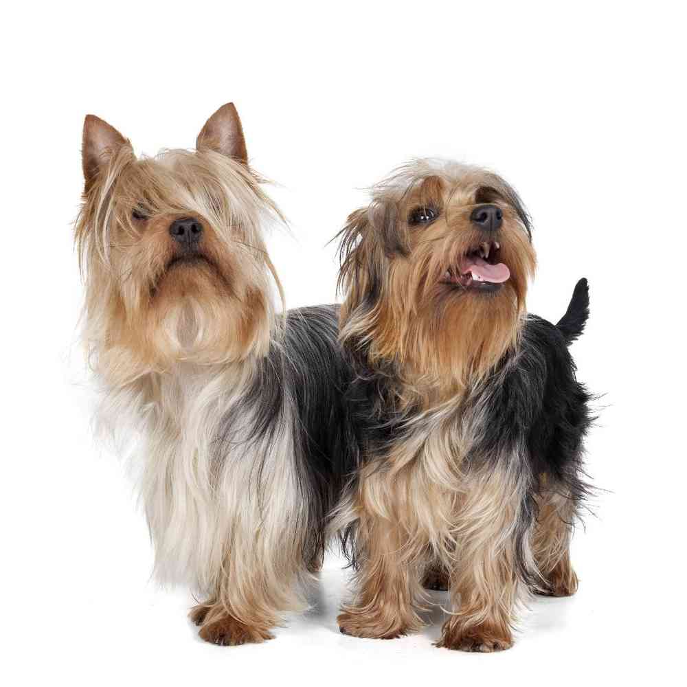 Silky Terrier Puppies for Sale image