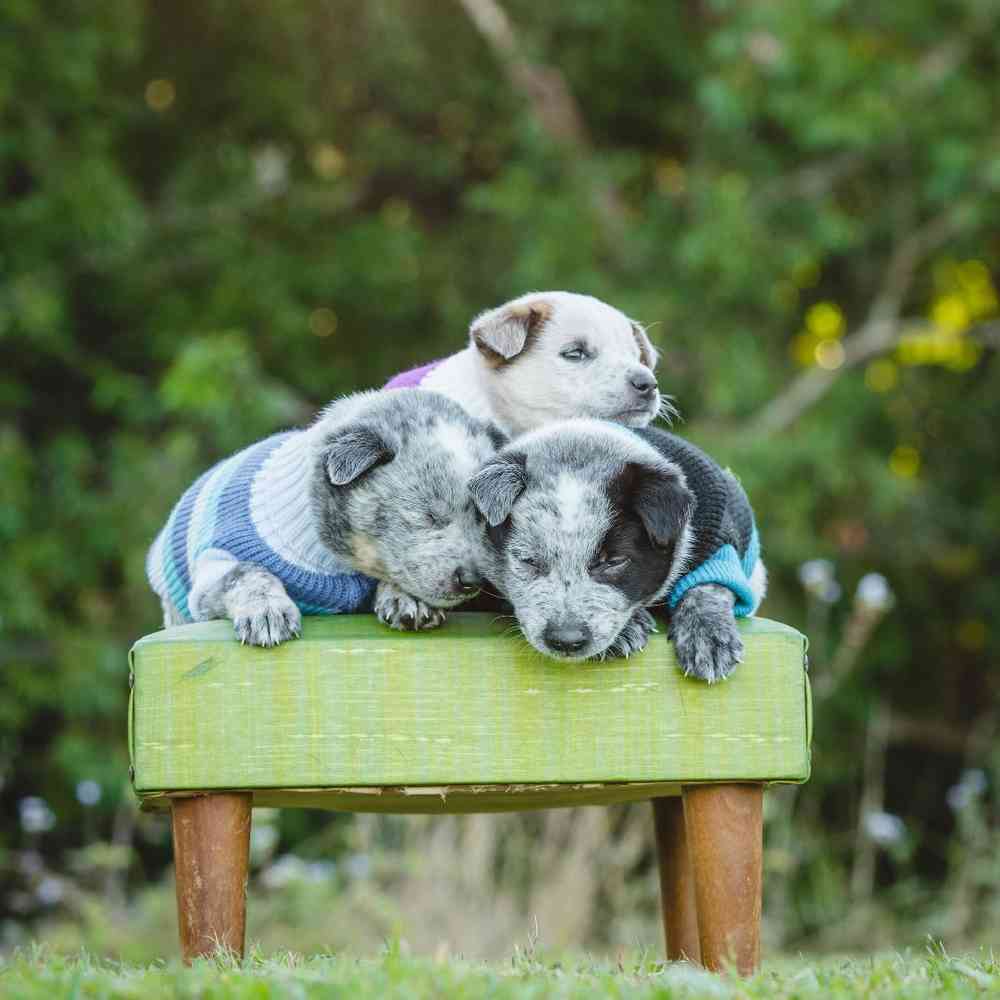 Australian Cattle Puppies for Sale image