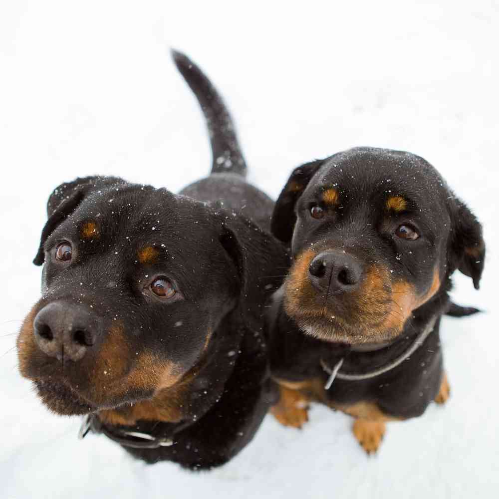 Rottweiler Puppies for Sale image