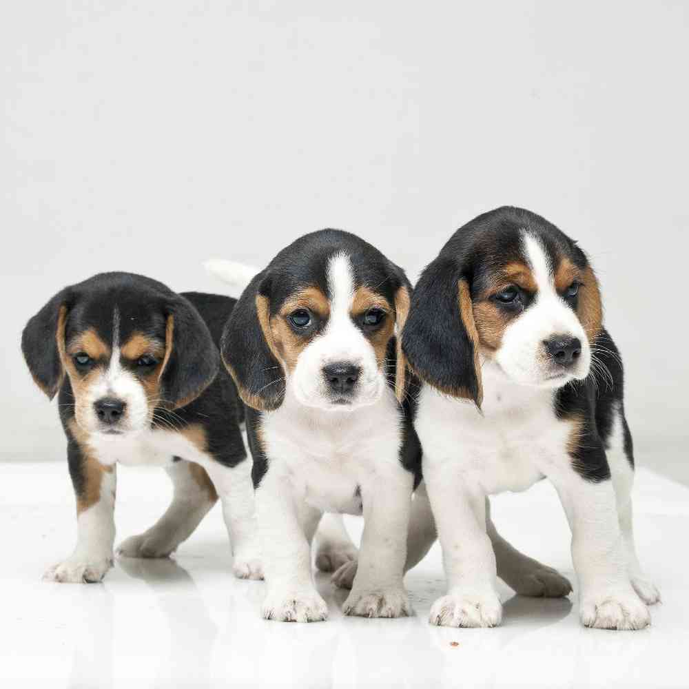 Beagle Puppies for Sale image