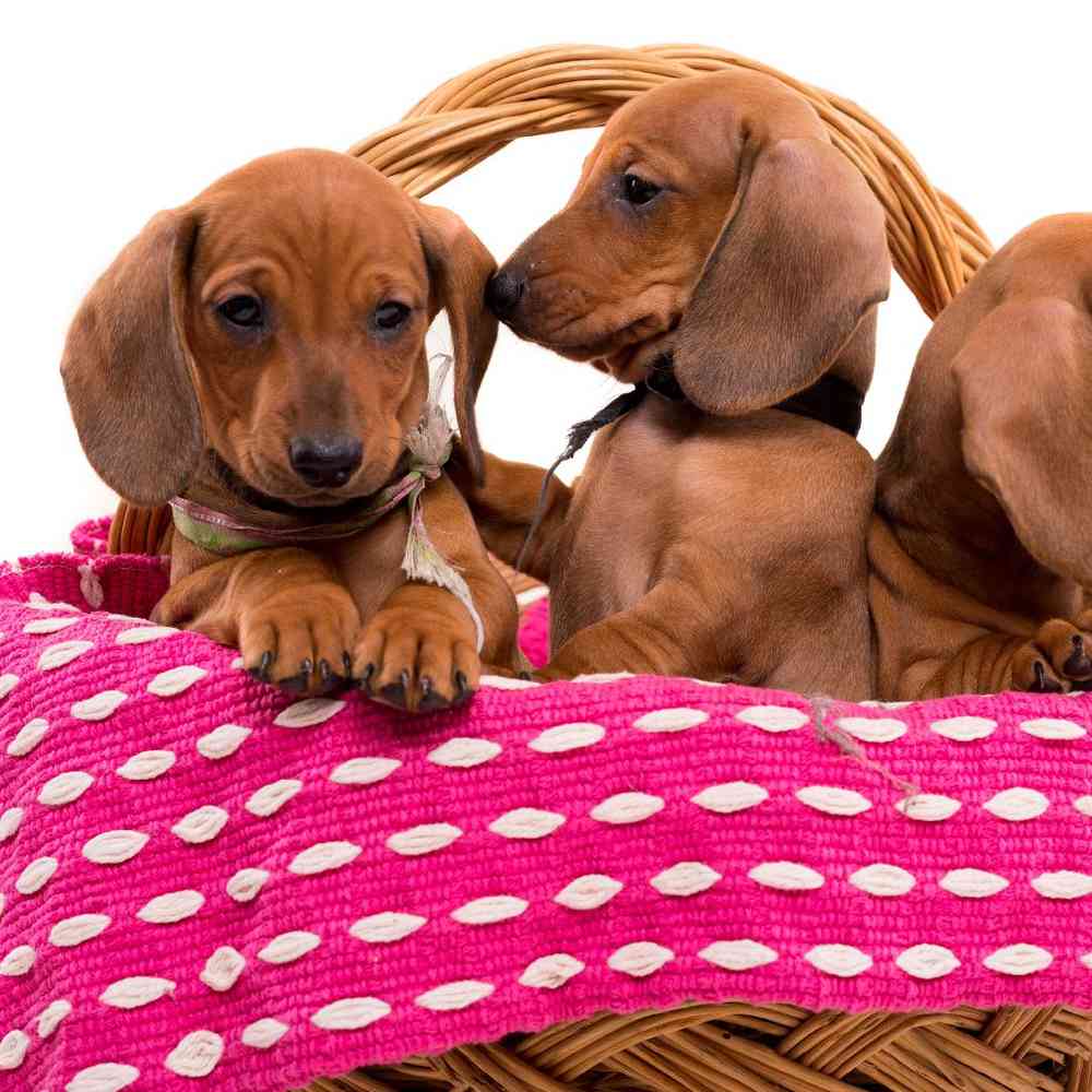 Dachshund Puppies for Sale image