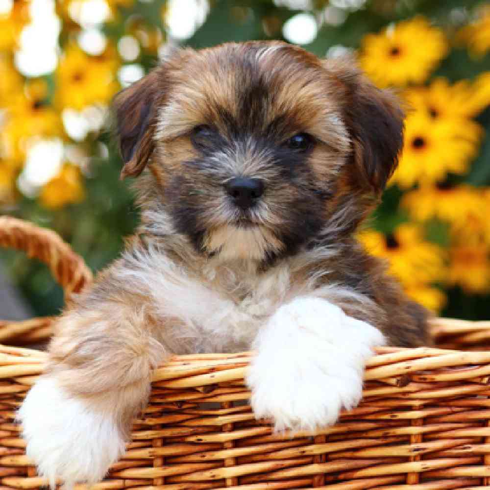 Shorkie Puppies for Sale image