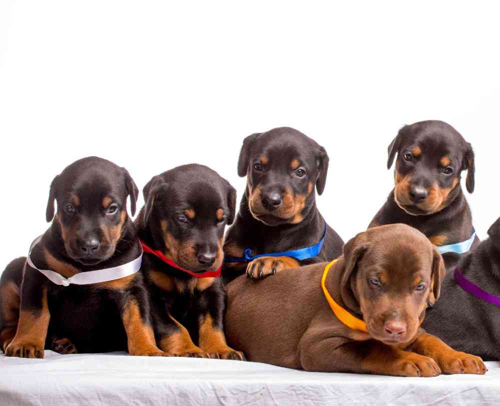Doberman Pinscher Puppies for Sale image