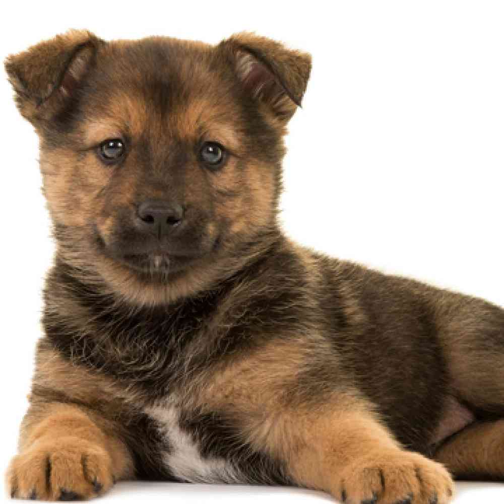 Pomsky Puppies for Sale image
