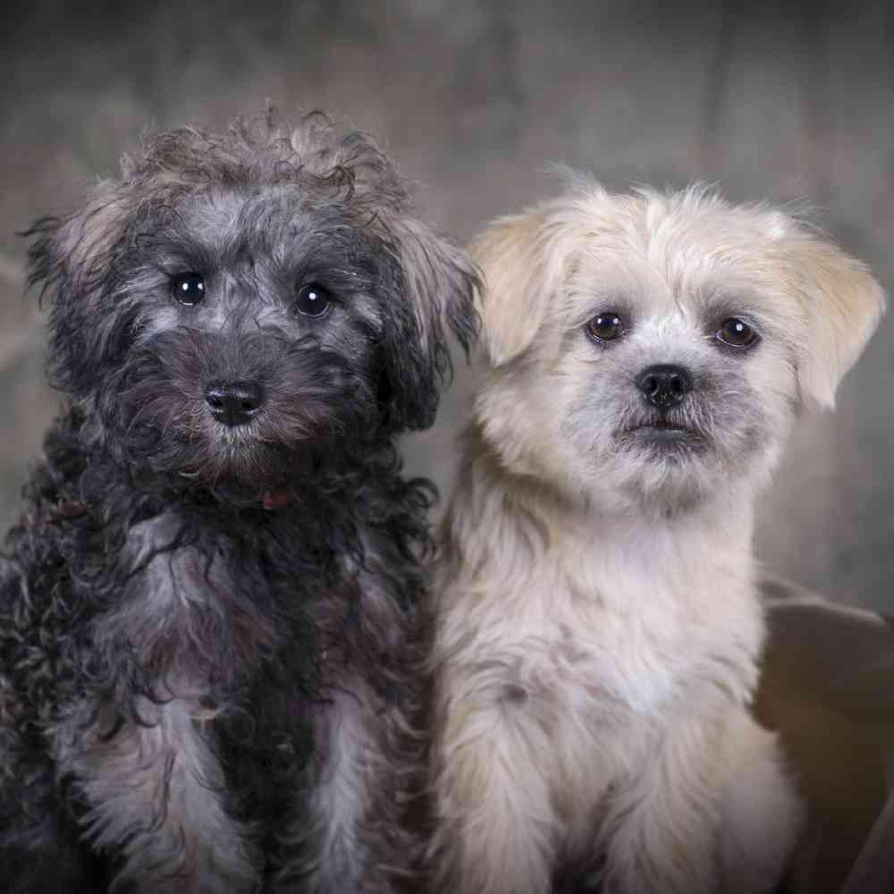 Schnoodle Puppies for Sale image