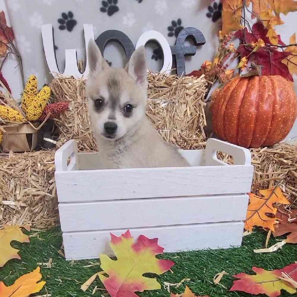 Female Alaskan Klee Kai Puppy for Sale in Arlington, TX image