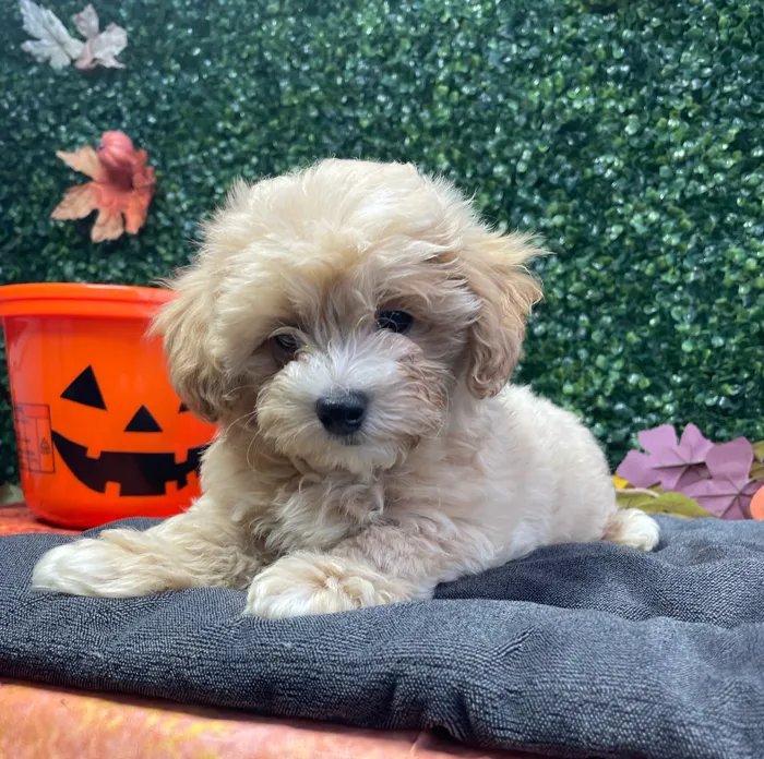 Female Maltipoo puppy named Vikki for sale at Puppy Dreams - West Little Rock.